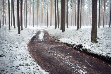 Bir kar fırtınasından sonra (kırsal yol) sonsuz yeşil ormanın içinden geçerek. İlk karla kaplı güçlü ağaçlar. Atmosferik manzara. Idyllic kırsal kesim. Kış Harikalar Diyarı. Saf doğa, iklim, mevsimler