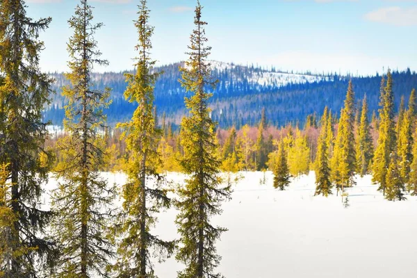 晴朗的日子里 一场暴风雪过后 松树嫩绿 湖水结冰 背景中的山峰 宜人的冬季风景 气候变化 全球变暖 拉普兰 — 图库照片
