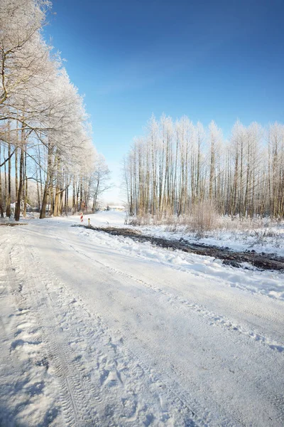 Eine Leere Asphaltstraße Nach Der Reinigung Autospuren Neuschnee Schneebedeckte Birkenwälder — Stockfoto