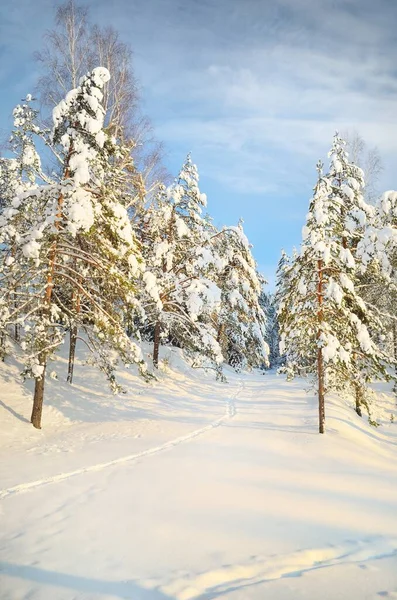 Cesta Zasněženým Borovým Lesem Ranním Oparu Úsvitu Idylická Venkovská Krajina — Stock fotografie