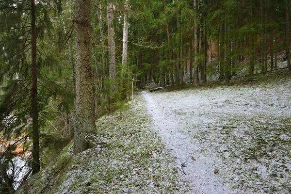 Caminho Através Colina Coberta Neve Uma Floresta Coníferas Mistas Pinheiros — Fotografia de Stock