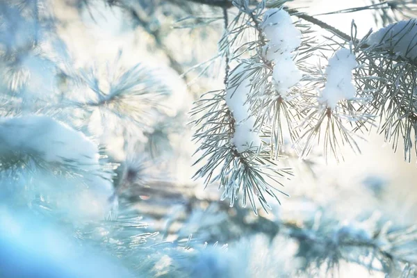 Hoar Frost Młodej Zielonej Gałęzi Jodły Igły Zbliżenie Las Iglasty — Zdjęcie stockowe