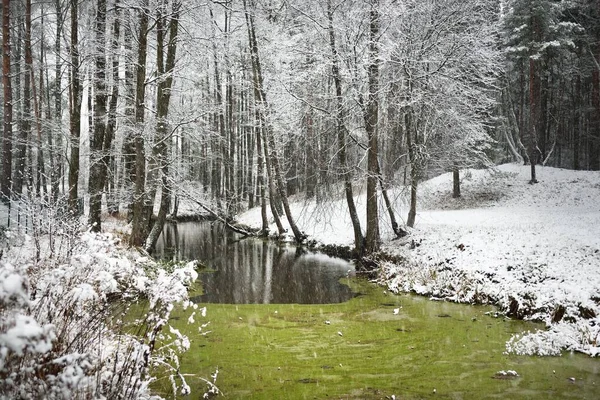 吹雪の後の凍った緑の沼と森の景色 最初の雪だ 霜の中の木 冬の不思議の国 生態系 環境保全 大気の風景 — ストック写真