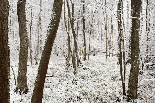 Forest Fog Mighty Trees Logs Branches Covered First Snow Early — Stock Photo, Image