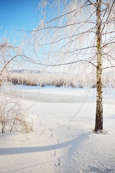 在暴风雪之后 一条冰冻的小河和高大的桦树在霜冻中 近在咫尺 新雪上的人类脚印 晴朗的冬日 温暖的阳光 拉脱维亚 — 图库照片