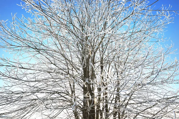 Tree Blizzard Hoar Frost Branches Pure Morning Sunlight Falling Snowflakes — Stock Photo, Image