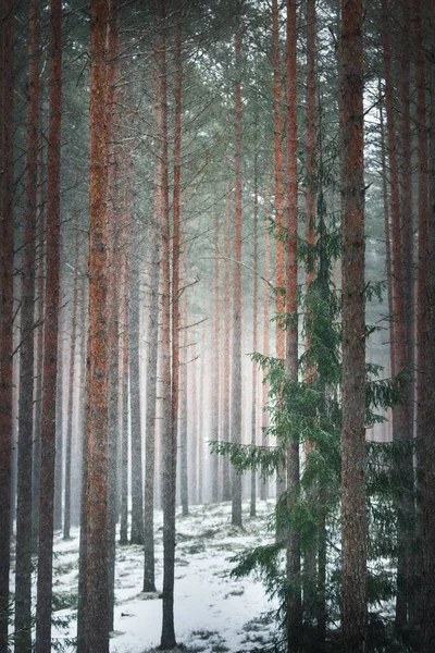 Pequeno Abeto Verde Uma Floresta Pinheiro Coberta Neve Depois Uma — Fotografia de Stock