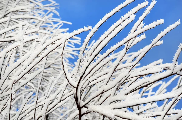 Schneebedeckte Bäume Vor Strahlend Blauem Himmel Nach Einem Schneesturm Raureif — Stockfoto