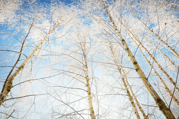 在一场暴风雪之后 低角的白桦林景象 树干紧贴着 树枝上有白霜 晴朗的蓝天 温暖的阳光拉脱维亚 — 图库照片