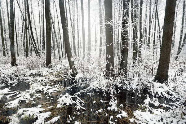 Pohled Zamrzlé Bažiny Lesy Sněhové Bouři První Sníh Stromy Mrazáku — Stock fotografie