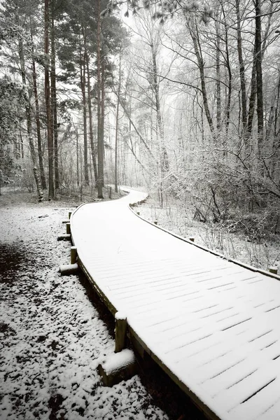 Modern Houten Pad Promenade Door Groenblijvende Bossen Een Sneeuwstorm Machtige — Stockfoto