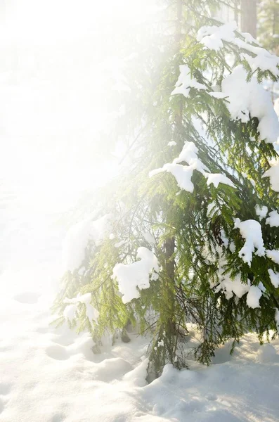 A view of the snow-covered pine forest in a morning haze at sunrise. Idyllic rural landscape. Winter wonderland. Spruce trees close-up. Seasons, climate change, pure nature, tourism