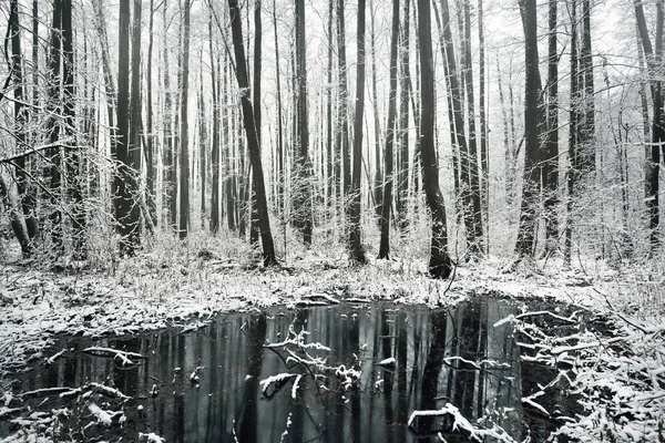 Vista Panorámica Pequeño Río Cubierto Nieve Pantano Árboles Una Helada — Foto de Stock