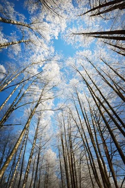 Niski Kąt Widzenia Lasu Brzozowego Zamieci Śnieżnej Pnie Drzew Zbliżenie — Zdjęcie stockowe