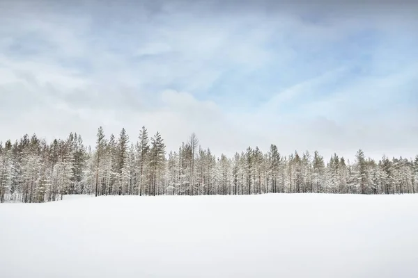 Champ Campagne Enneigé Forêt Conifères Après Blizzard Ciel Bleu Dramatique — Photo