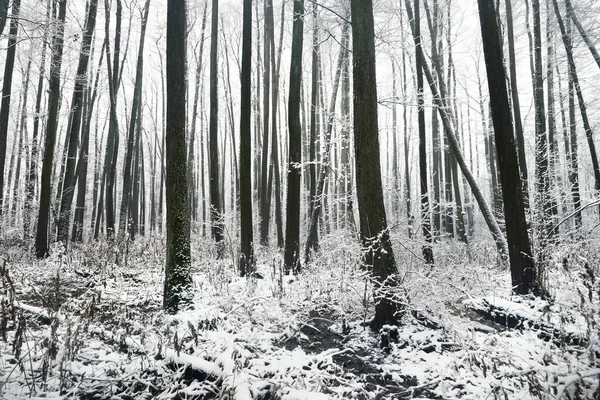 Vista Pântano Congelado Floresta Depois Uma Nevasca Primeira Neve Árvores — Fotografia de Stock