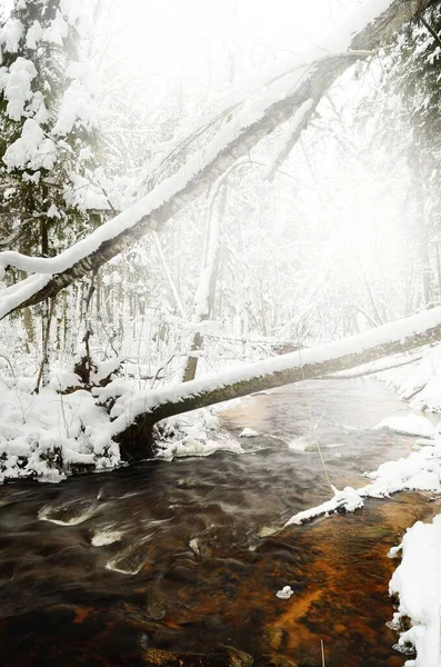 雪の絵のような景色を覆われた松林と透明な水で小さなストリーム 牧歌的な田園風景 冬の不思議の国 近くの木を発芽させます 気候変動 純粋な自然 — ストック写真