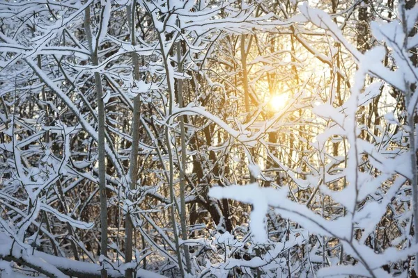 Zlaté Ranní Slunce Svítilo Větvemi Stromů Sněhem Pokrytý Les Sněhové — Stock fotografie