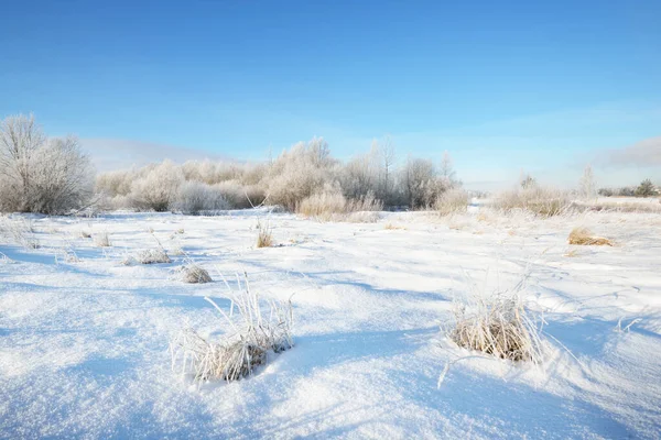 吹雪の後 雪の上の白樺や他の落葉樹の丘のカバー 雪の結晶 木の幹を通して純粋な朝の日差し 真っ青な空 冬の不思議の国 牧歌的な冬のシーン フィンランド — ストック写真