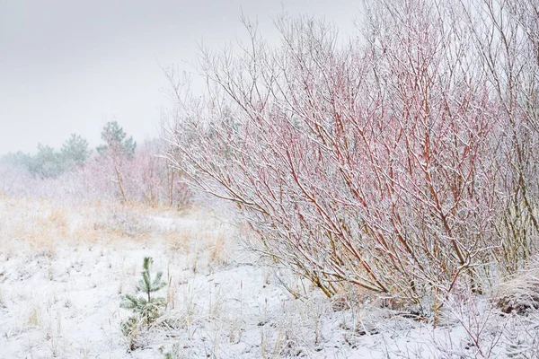 Plantas Pinos Jóvenes Costa Arenosa Cubierta Nieve Una Espesa Niebla — Foto de Stock