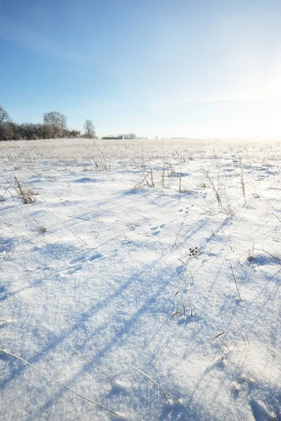 Panoramautsikt Över Det Snötäckta Fältet Efter Snöstorm Bushes Närbild Middagssol — Stockfoto