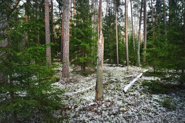 一条小路穿过白雪覆盖的小山 在混杂着针叶林 绿松和云杉树的小径上 树木密密麻麻 阳光穿过树干 黑暗的冬季场景 — 图库照片