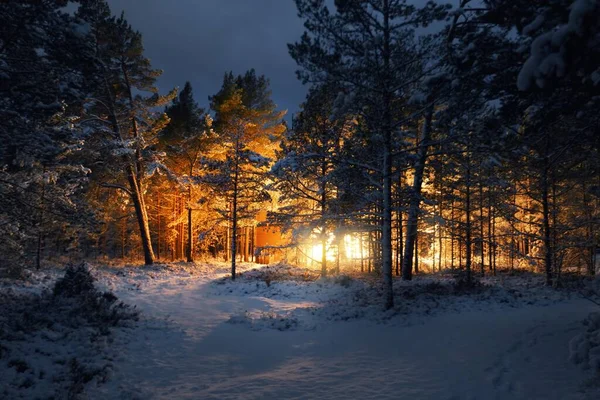 Illuminated Wooden Cabin Sauna Coniferous Forest Night Pathway Snow Covered — Stock Photo, Image