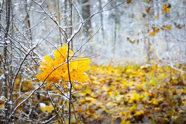 Gelbes Ahornblatt Nahaufnahme Laubbäume Kristallweißen Raureif Waldboden Aus Bunten Goldenen — Stockfoto