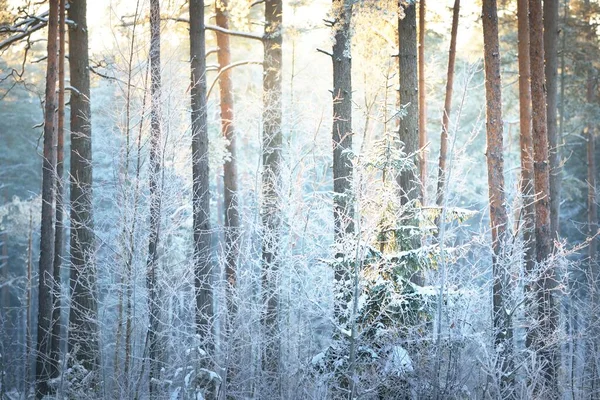 Mur Pins Épinettes Genévriers Bouleaux Dans Une Forêt Conifères Coucher — Photo