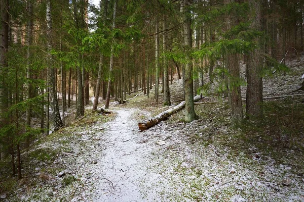 Ein Weg Durch Den Schneebedeckten Hügel Einem Nadelmischwald Grüne Kiefern — Stockfoto