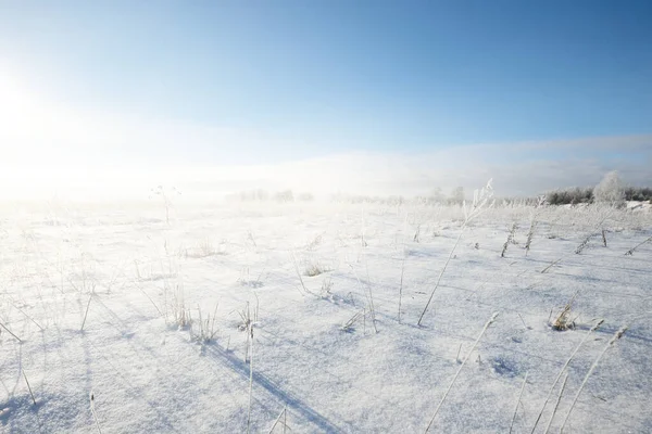 Panoramatický Výhled Zasněžené Pole Sněhové Bouři Křoví Zblízka Polední Slunce — Stock fotografie