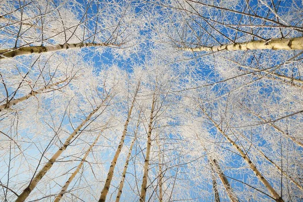 Vista Angolo Basso Della Foresta Betulle Dopo Una Bufera Neve — Foto Stock