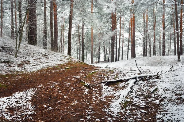Pathway Door Heuvels Van Het Immer Groene Bos Een Mist — Stockfoto