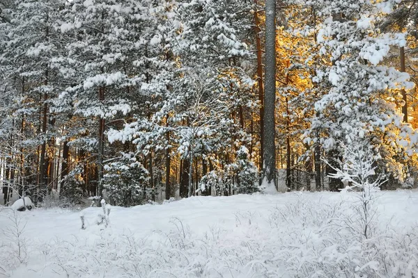 Ściana Sosny Świerku Jałowca Lesie Iglastym Śnieżycy Wschodzie Słońca Złote — Zdjęcie stockowe
