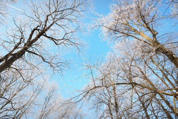Low angle view of the old city park after a blizzard, tall tree trunks close-up. Hoar frost on branches. Clear blue sky. Warm sunlight. Latvia