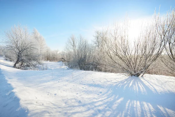 暴风雪过后 白桦树和其他落叶树在雪山上 清澈的晨光穿过树干 晴朗的蓝天 冬天的仙境宜人的冬季场景 — 图库照片