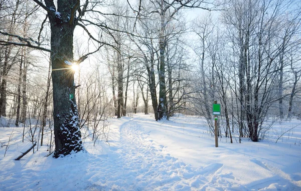 Sentier Travers Vieux Parc Ville Après Blizzard Grands Troncs Arbres — Photo