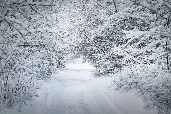 Ein Fußweg Durch Den Laubwald Nach Einem Schneesturm Bei Sonnenuntergang — Stockfoto