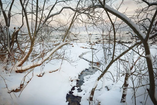 Gün Batımında Baltık Kıyılarının Karla Kaplı Kıyılarında Bir Orman Renkli — Stok fotoğraf