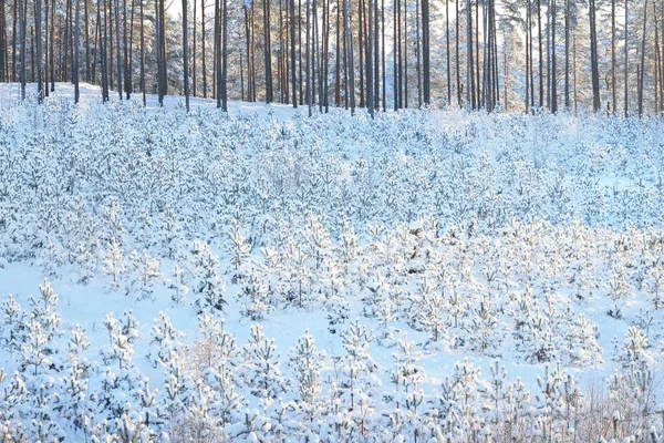 Petits Sapins Après Blizzard Gros Plan Déforestation Dans Forêt Pins — Photo