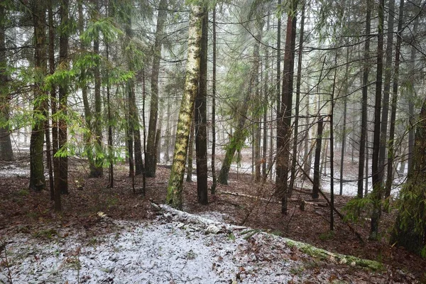 Junge Grüntannen Immergrüne Kiefern Und Moosbewachsene Birken Weißen Nebel Erster — Stockfoto