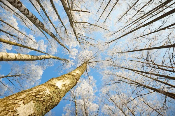 Низький Кут Огляду Березового Лісу Після Хуртовини Стовбури Дерев Зблизька — стокове фото