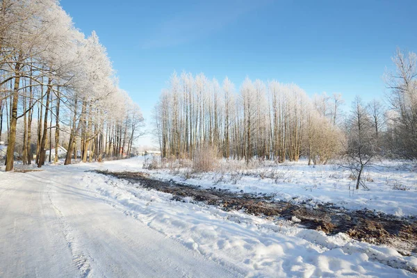 洗浄後の空のアスファルトの道路 新鮮な雪の中で車のトラック 背景には雪に覆われた白樺林 真っ青な空 フィンランドで冬のドライブ 地球温暖化のテーマ — ストック写真