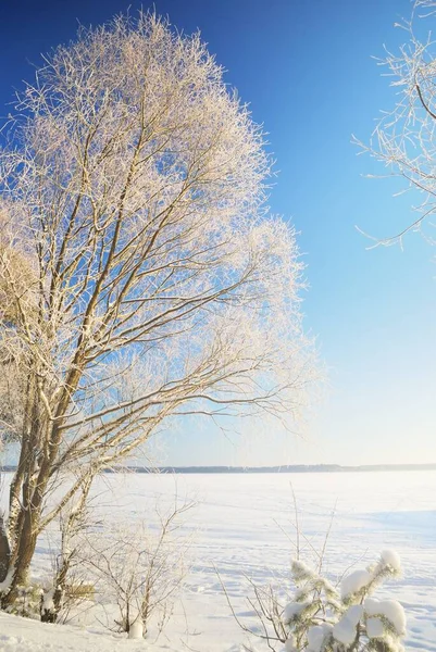 阳光灿烂的日子里 森林里结冰的湖水 霜冻中的树木 滑雪场和人迹罕至的雪地里 田园诗般的乡村风景 晴朗的蓝天 气候变化 全球变暖 圣诞主题 — 图库照片