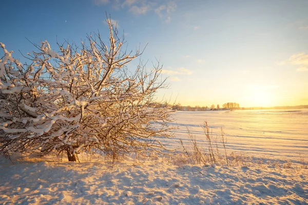 Paisagem Atmosférica Floresta Coberta Neve Pôr Sol Luz Solar Pura — Fotografia de Stock