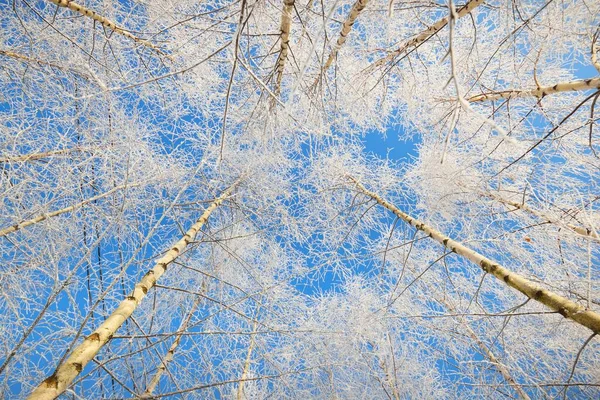 在一场暴风雪之后 低角的白桦林景象 树干紧贴着 树枝上有白霜 晴朗的蓝天 温暖的阳光拉脱维亚 — 图库照片