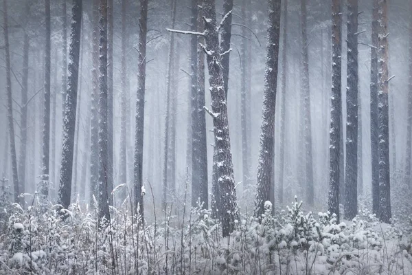 Заснеженный Сосновый Лес Время Метели Могучие Вечнозеленые Деревья Крупным Планом — стоковое фото