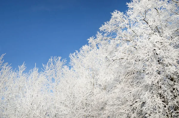 Snow-covered trees against clear blue sky after a blizzard, hoarfrost on tree branches, close-up. Winter wonderland. Weather, climate change, nature, environment, natural background, texture