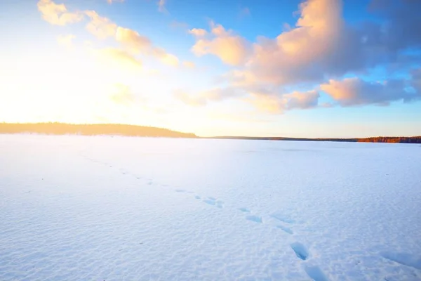 Замерзшее Озеро Заснеженный Сосновый Лес Закате Структура Льда Драматическое Небо — стоковое фото
