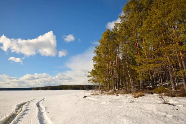 日落时分 冰封的湖泊和松树林 冰的质感拖拉机追踪特写 蔚蓝的天空 多云的风景 冬天的仙境自然 气候变化 生态旅游 变化无常的天气 — 图库照片